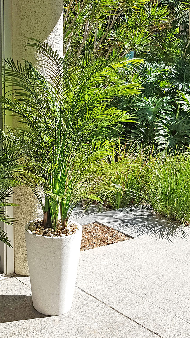 Alexander Palm 2.4m UV-treated