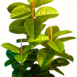 Rubber-Tree 1.1m - artificial plants, flowers & trees - image 1
