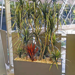Dracaena- marginata 1.8m with 8 heads - artificial plants, flowers & trees - image 7