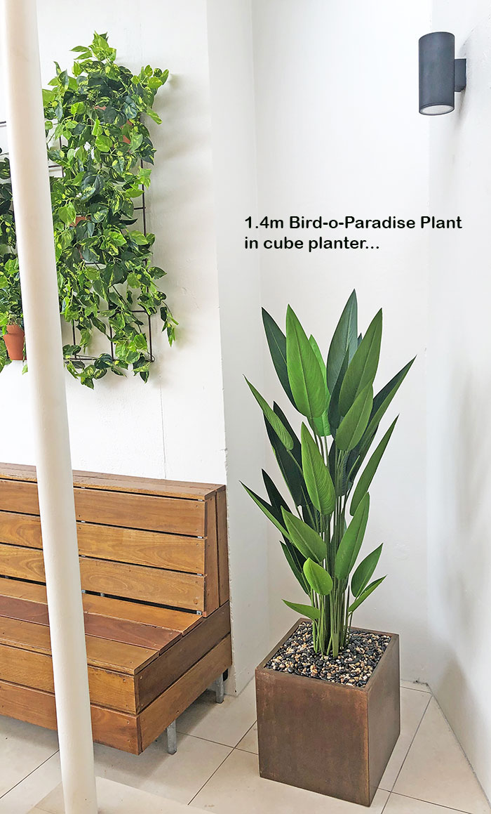 Bird of Paradise Plant 1.6m