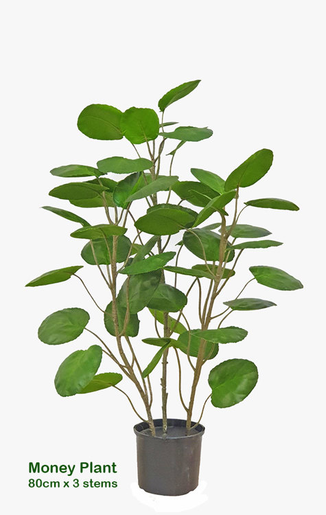 Articial Plants - Money Plant 80cm