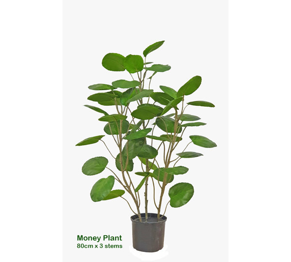 Money Plant 80cm