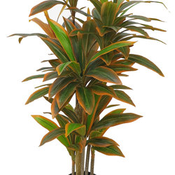 Cordyline 'sunset' 1.5m  - artificial plants, flowers & trees - image 1