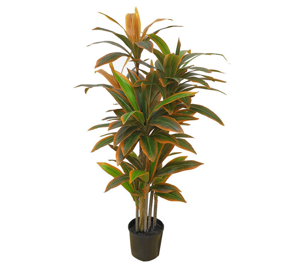 Cordyline 'sunset' 1.5m