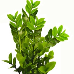 Zanzibar Gem Plant UV 90cm  - artificial plants, flowers & trees - image 1