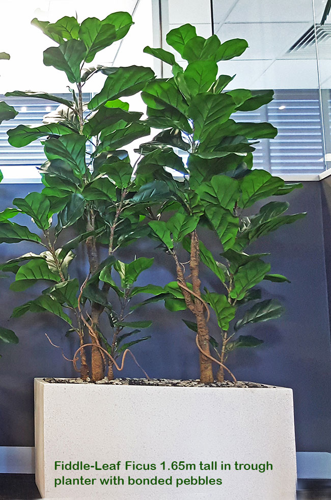 Trough Planters- with Fiddle-Leaf Ficus 1.9m