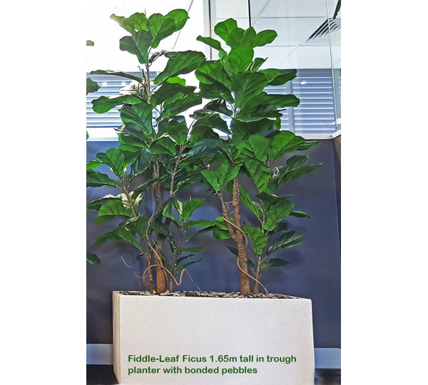 Trough Planters- with Fiddle-Leaf Ficus 1.9m