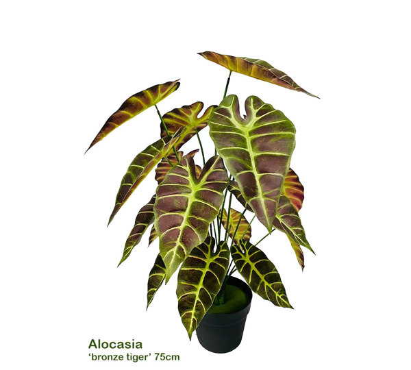 Alocasia bronze tiger 75cm
