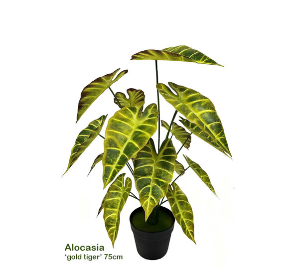Alocasia 'gold tiger' 75cm