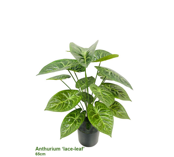 Anthurium 'lace-leaf'