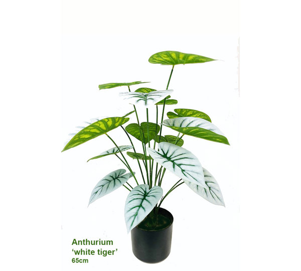 Anthurium 'white-tiger'