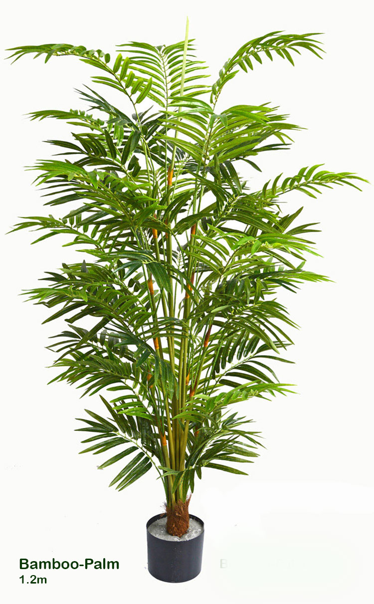 Bamboo Palm 1.2m