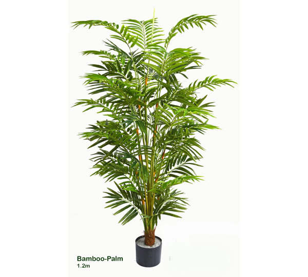 Bamboo Palm 1.2m