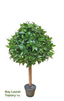 Bay Laurel Topiary 1m