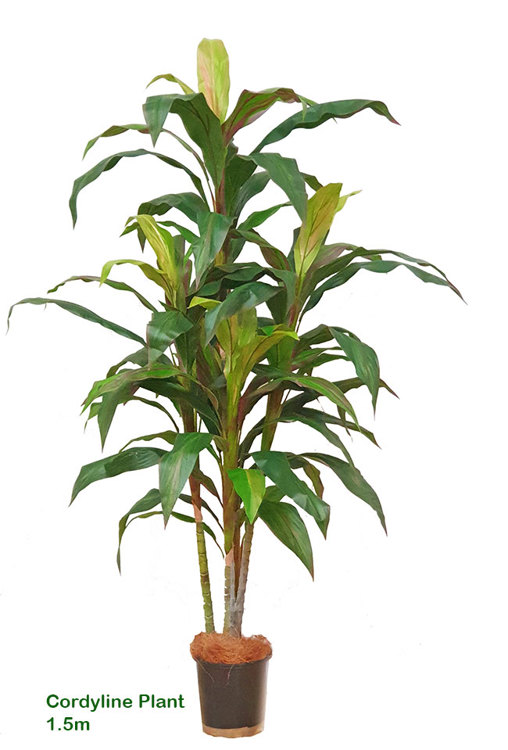 Articial Plants - Cordyline 1.5m