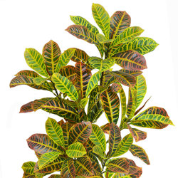 Croton 90cm - artificial plants, flowers & trees - image 10