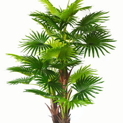 Fan Palm 1.3m - artificial plants, flowers & trees - image 3