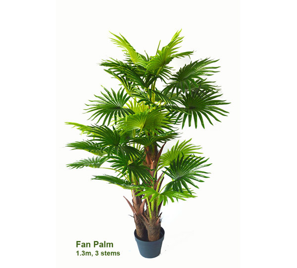 Fan Palm 1.3m