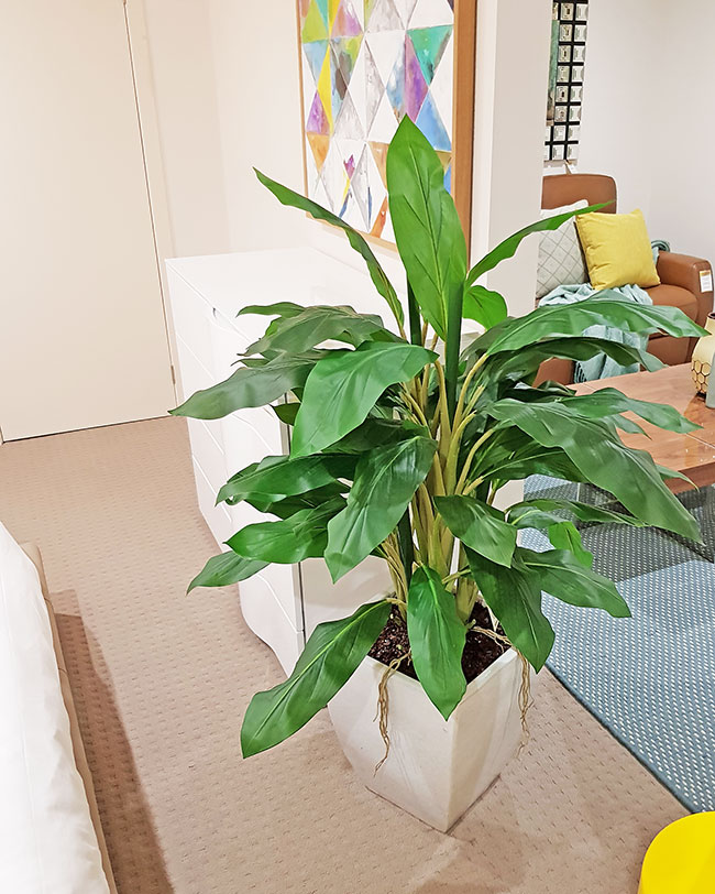 Ginger Plant 1.3m