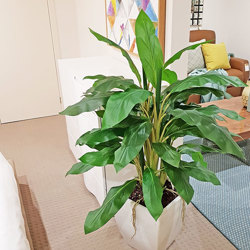 Ginger Plant 1.3m - artificial plants, flowers & trees - image 1