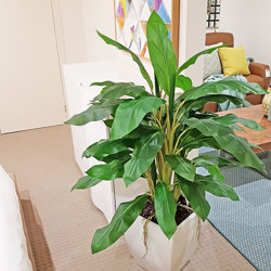 Ginger Plant 1.3m - artificial plants, flowers & trees - image 3
