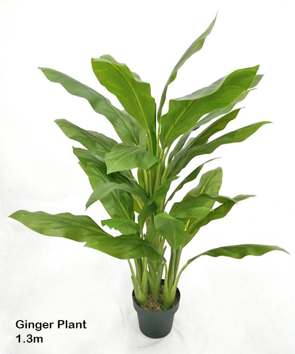 Ginger Plant 1.3m