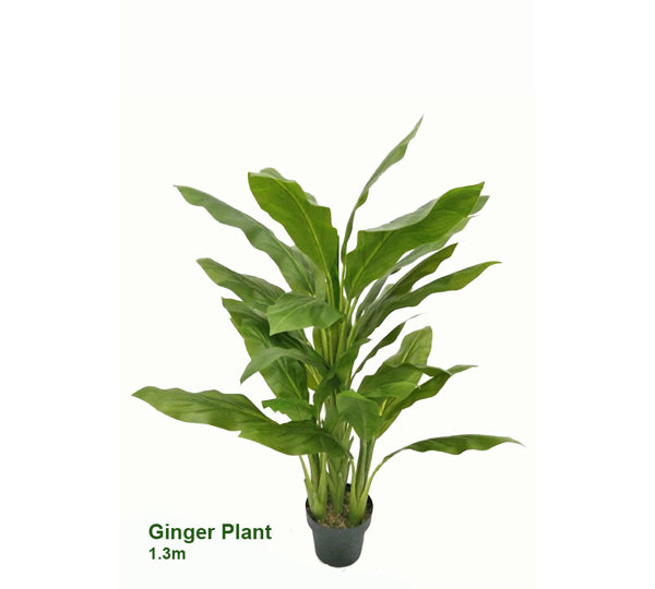 Ginger Plant 1.3m