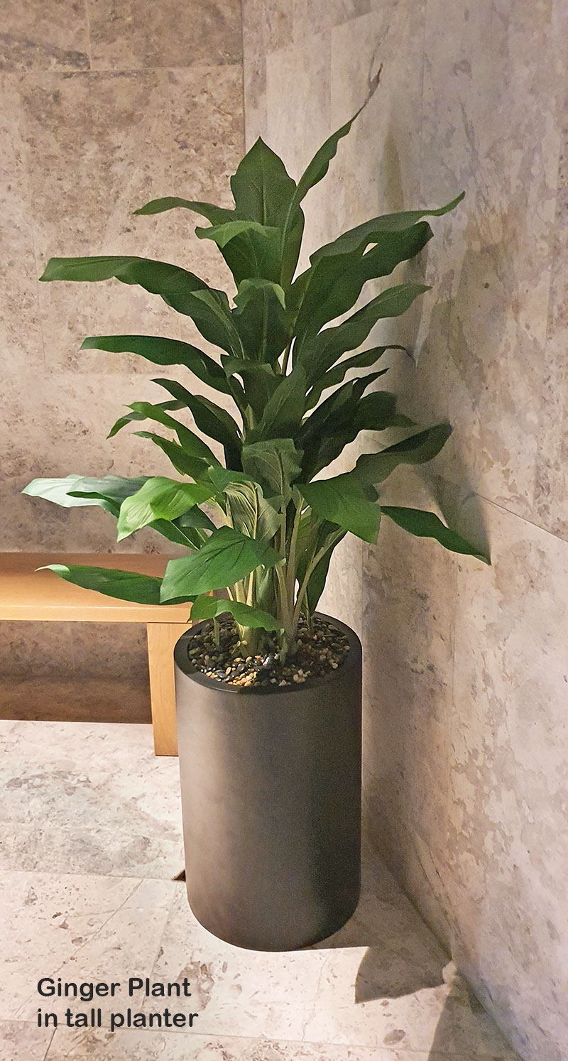 Ginger Plant 1.3m