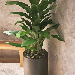 Ginger Plant 1.3m - artificial plants, flowers & trees - image 3