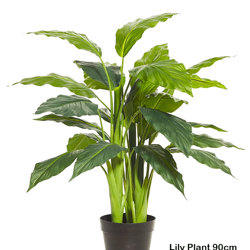 Lilly Plant [spathiphylum] 90cm - artificial plants, flowers & trees - image 1