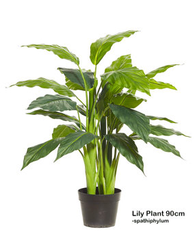 Lilly Plant [spathiphylum] 90cm