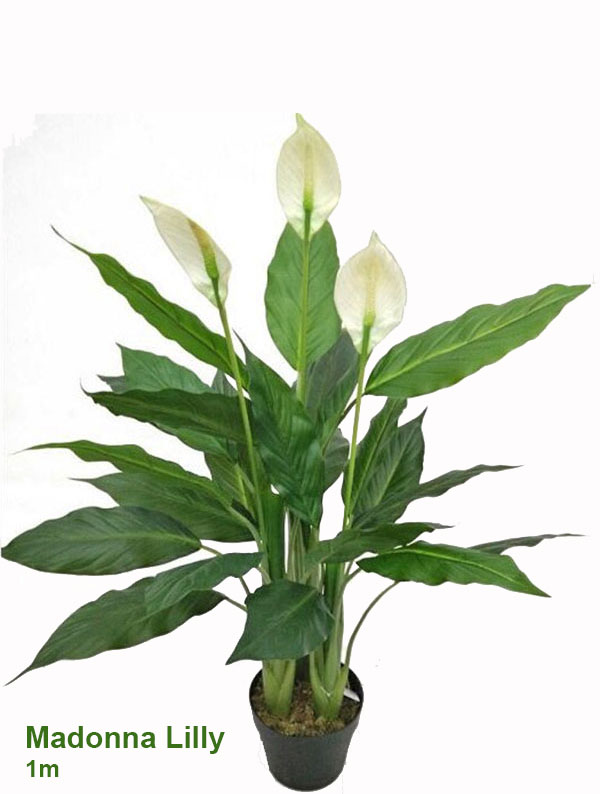 Madonna Lilly- 75cm x 3 flowers