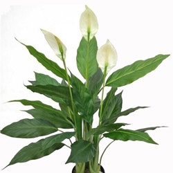 Madonna Lilly- 75cm x 3 flowers - artificial plants, flowers & trees - image 3