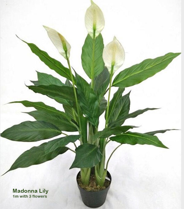 Madonna Lily- 80cm Delux x 6 flowers