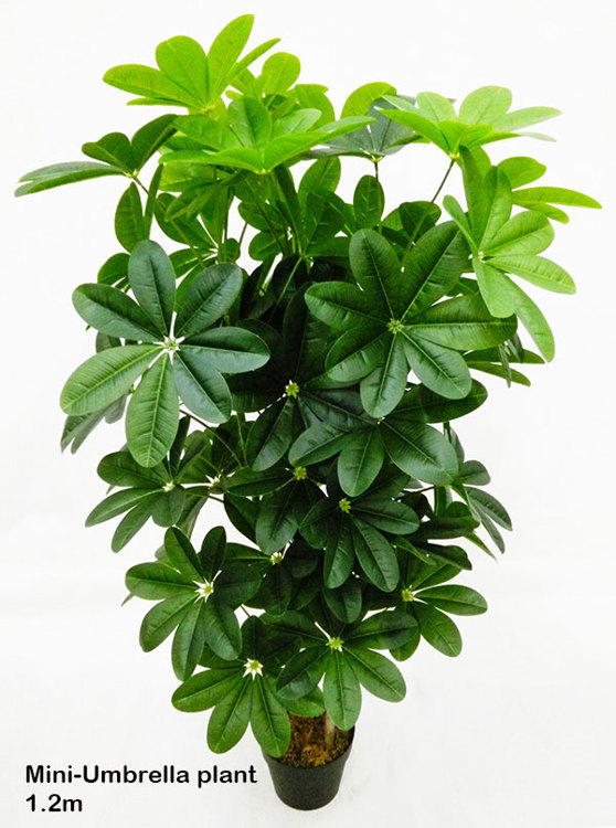 Articial Plants - Mini-Umbrella Plant 1.2m
