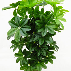 Mini-Umbrella Plant 1.5m - artificial plants, flowers & trees - image 1