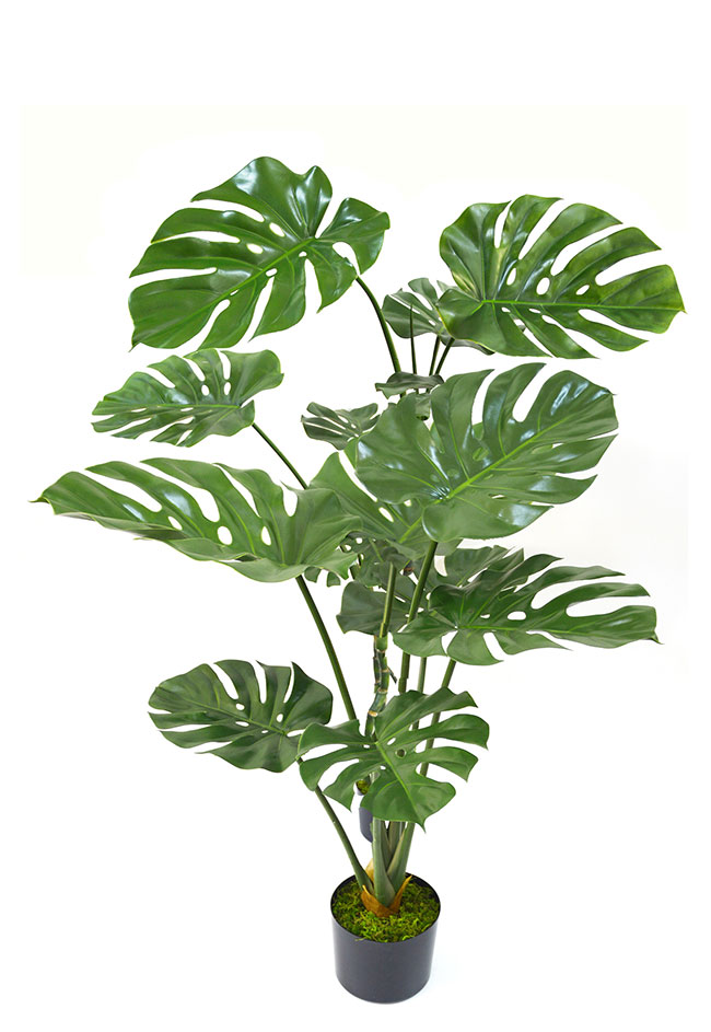 Monstera 'giant leaf' 1.4m