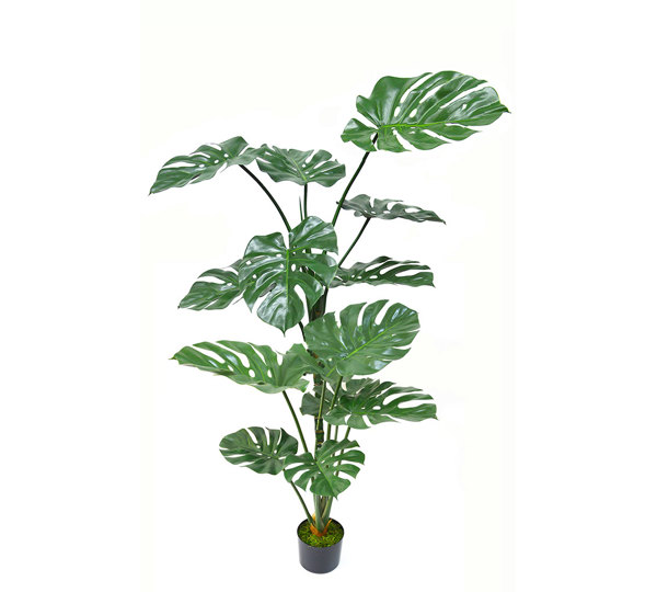 Monstera 'giant leaf' 1.6m
