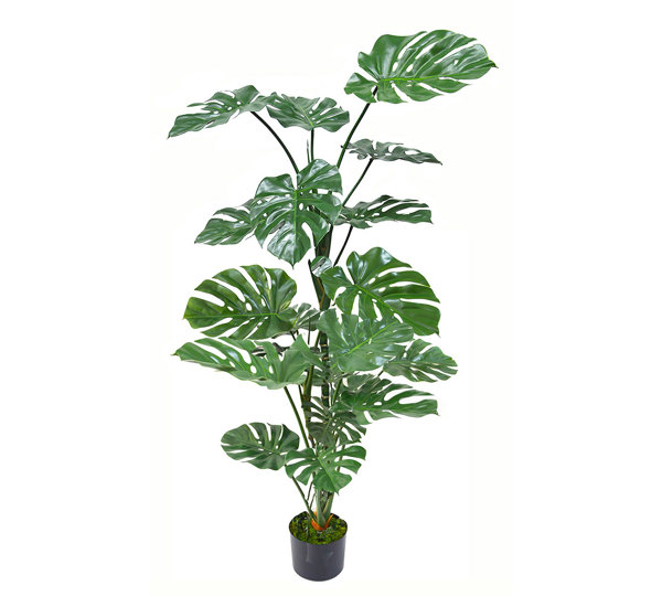 Monstera 'giant leaf' 1.9m deluxe