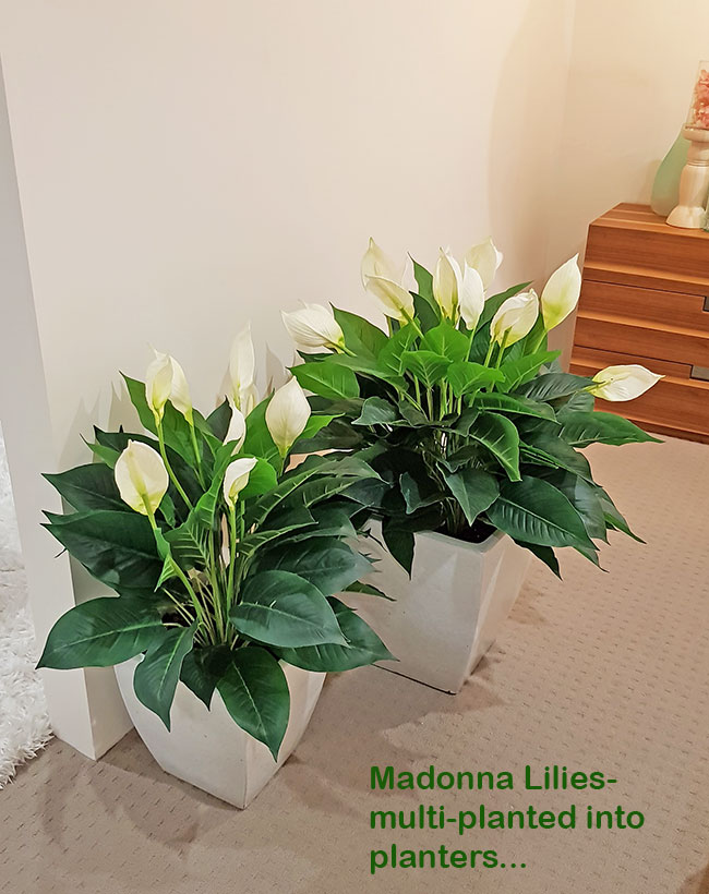 Madonna Lilly- 75cm x 3 flowers