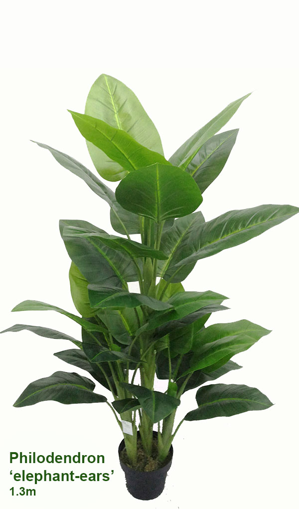 Philodendron 'elephant-ears' 1.3m