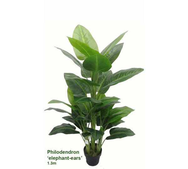 Philodendron 'elephant-ears' 1.3m