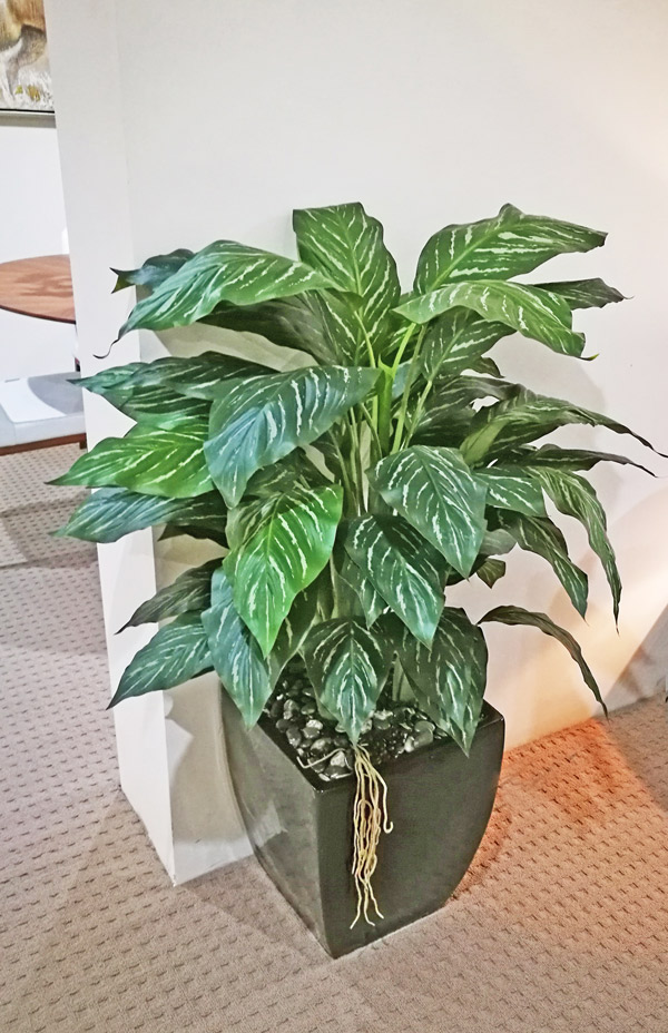 Silver Princess Plant 1.2m
