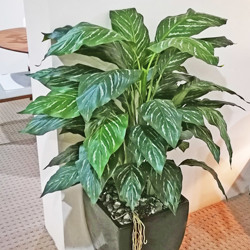 Silver Princess Plant 1.2m - artificial plants, flowers & trees - image 4