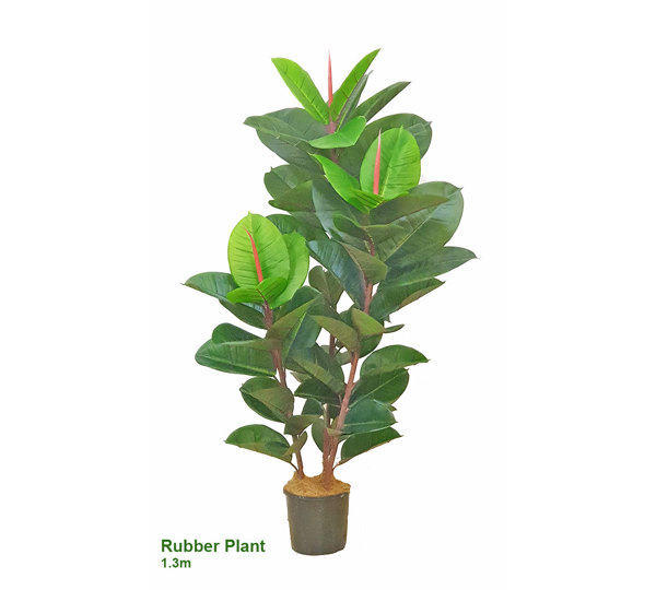 Rubber-Tree 1.3m