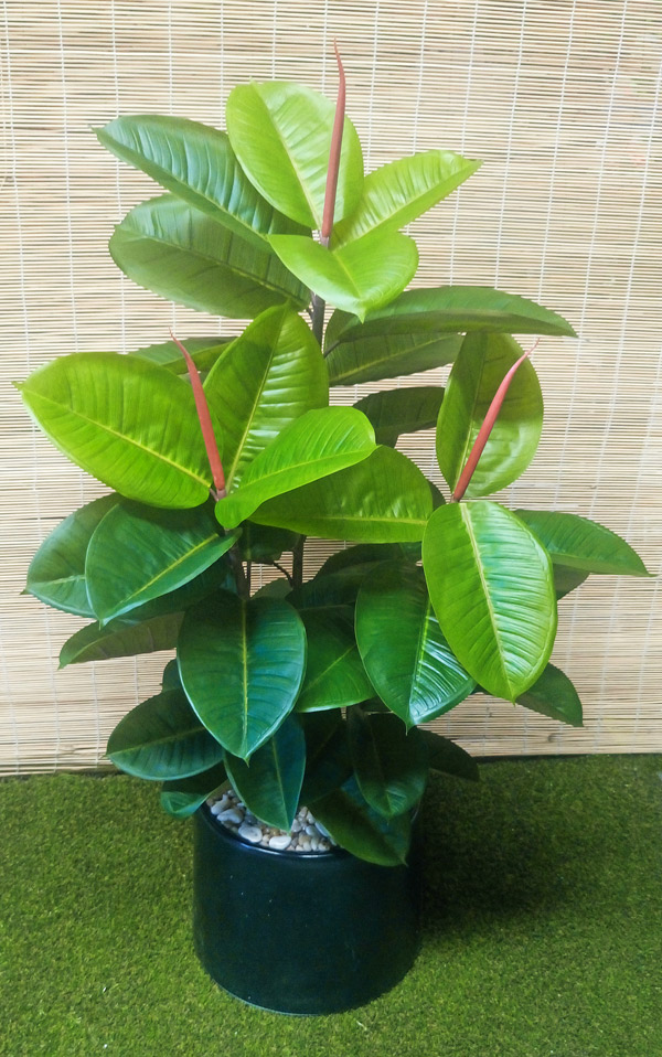 Rubber-Tree 1.3m
