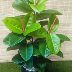 Rubber-Tree 1.3m - artificial plants, flowers & trees - image 2