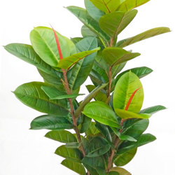 Rubber-Tree 1.6m - artificial plants, flowers & trees - image 5