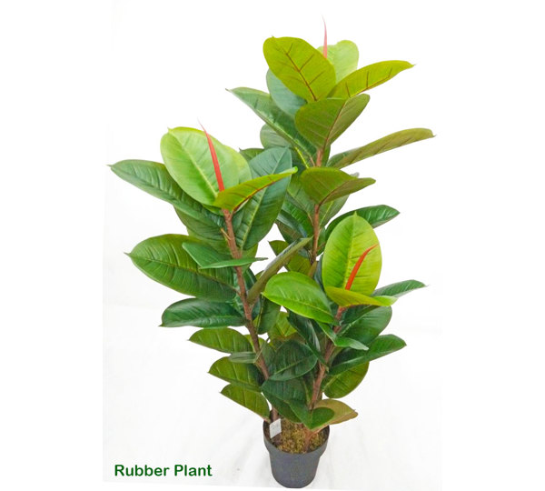 Rubber-Tree 1.1m sml