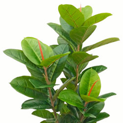 Rubber-Tree 1.3m - artificial plants, flowers & trees - image 6